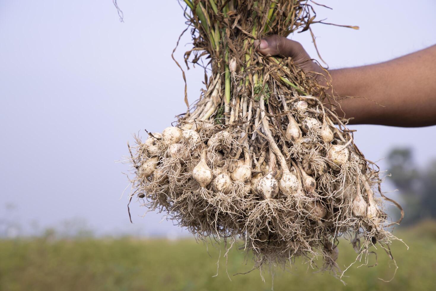 Farmer Hand holding a bunch of fresh garlic, harvesting season  in the field photo