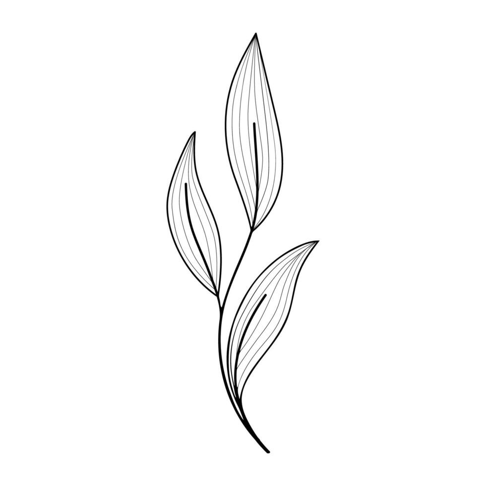 Botanical art. floral design logo element vector