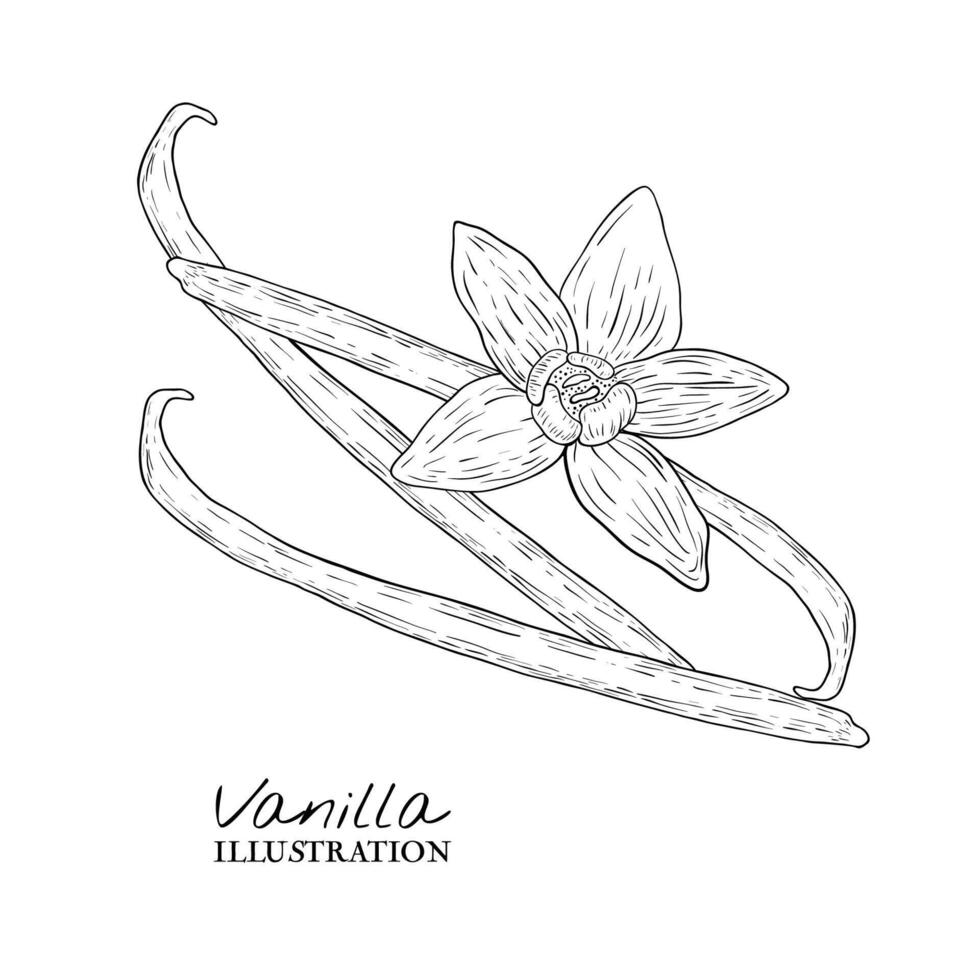 Collection of vanilla flowers and vanilla sticks. Sketch, graphic illustration vector