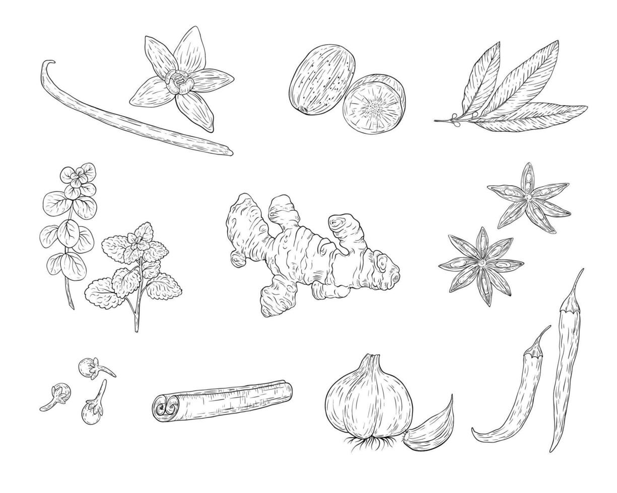 Sketch natural and organic plants set with spices and herbs in monochrome style isolated vector