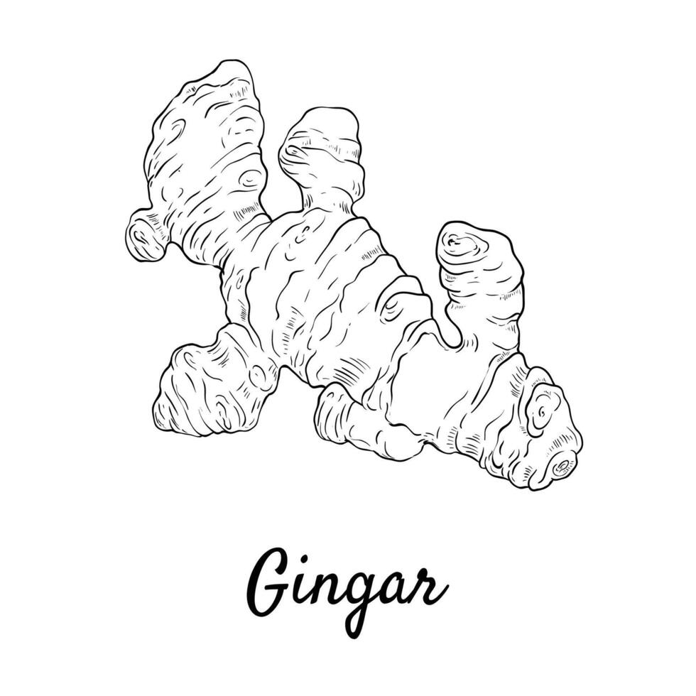 Ginger root plant. Hand drawn sketch vector illustration isolated on white.