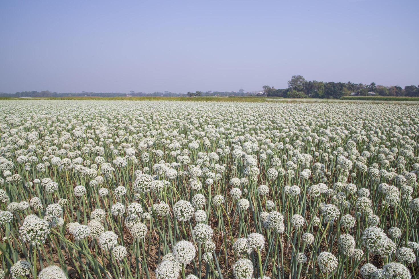 Onion Flowers Plantation  in the field natural Landscape view under the Blue sky photo