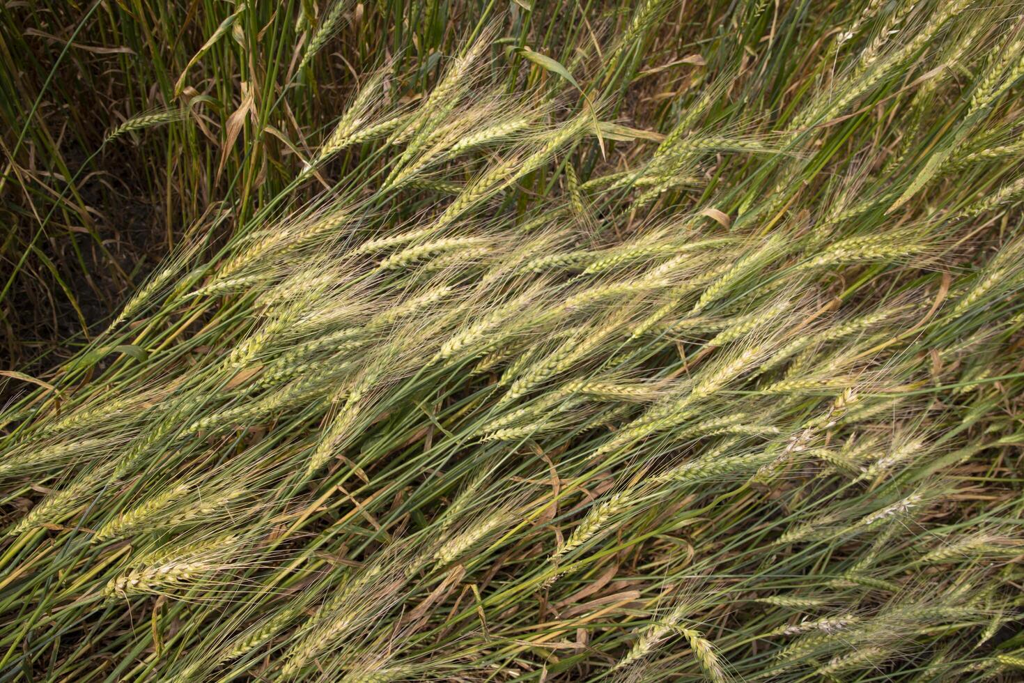 wheat grain field countryside of Bangladesh photo