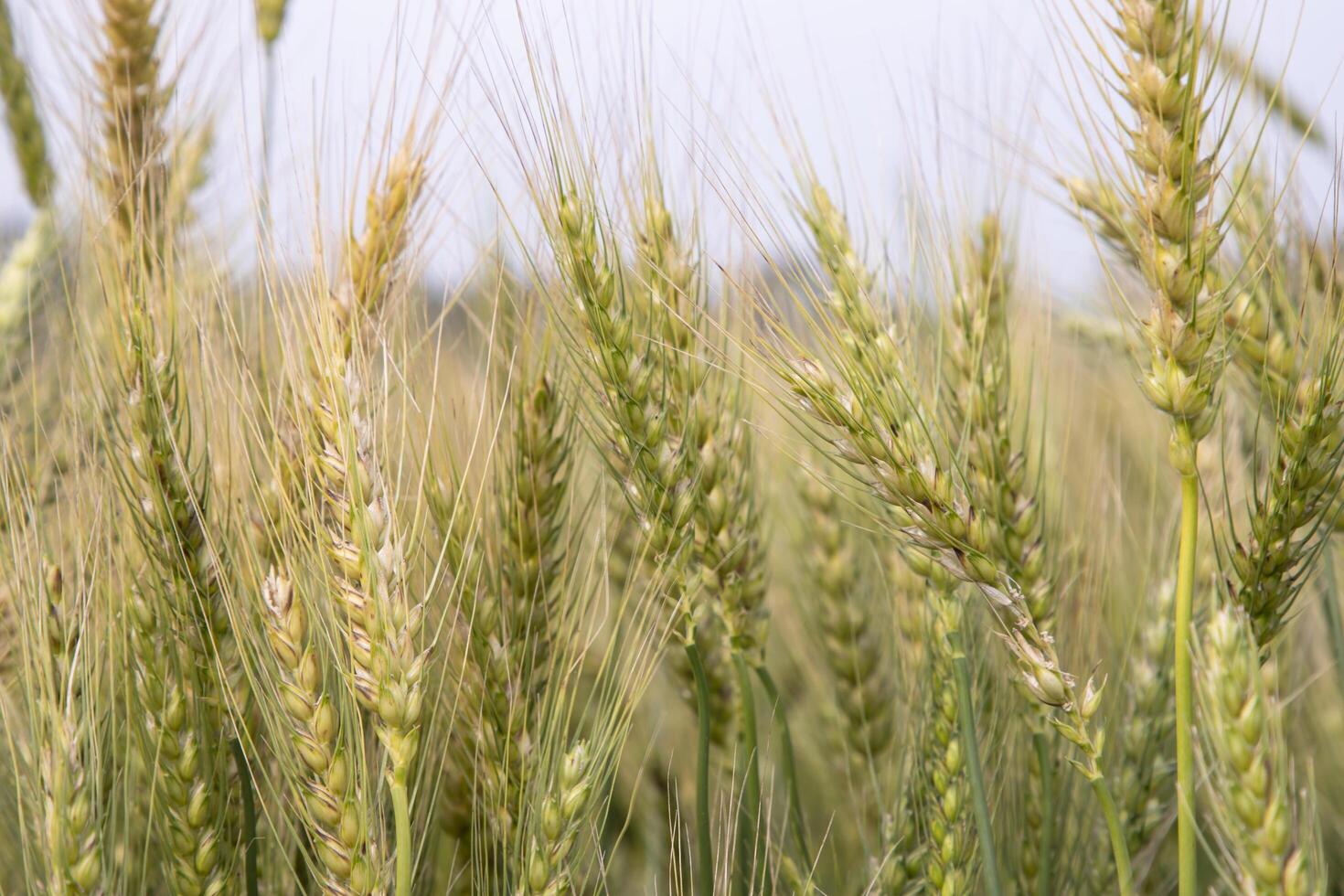 Wheat grain field closeup spike with blue sky image photo