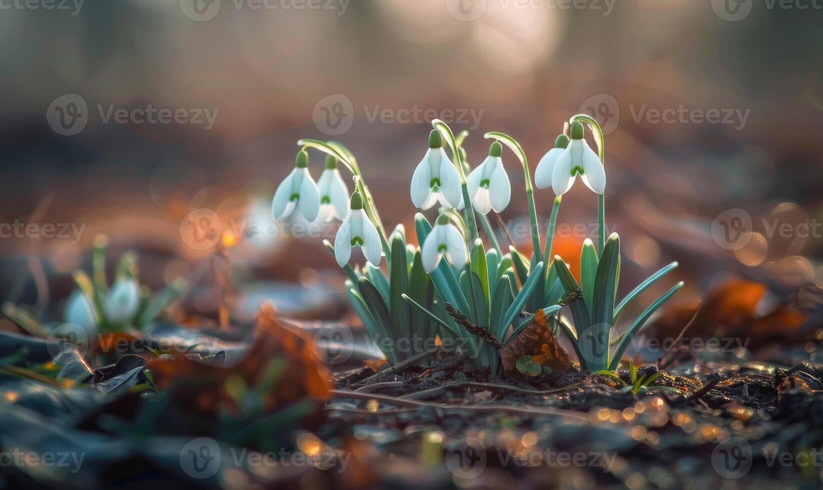 AI generated Snowdrops blooming in forest, closeup view, bokeh light photo
