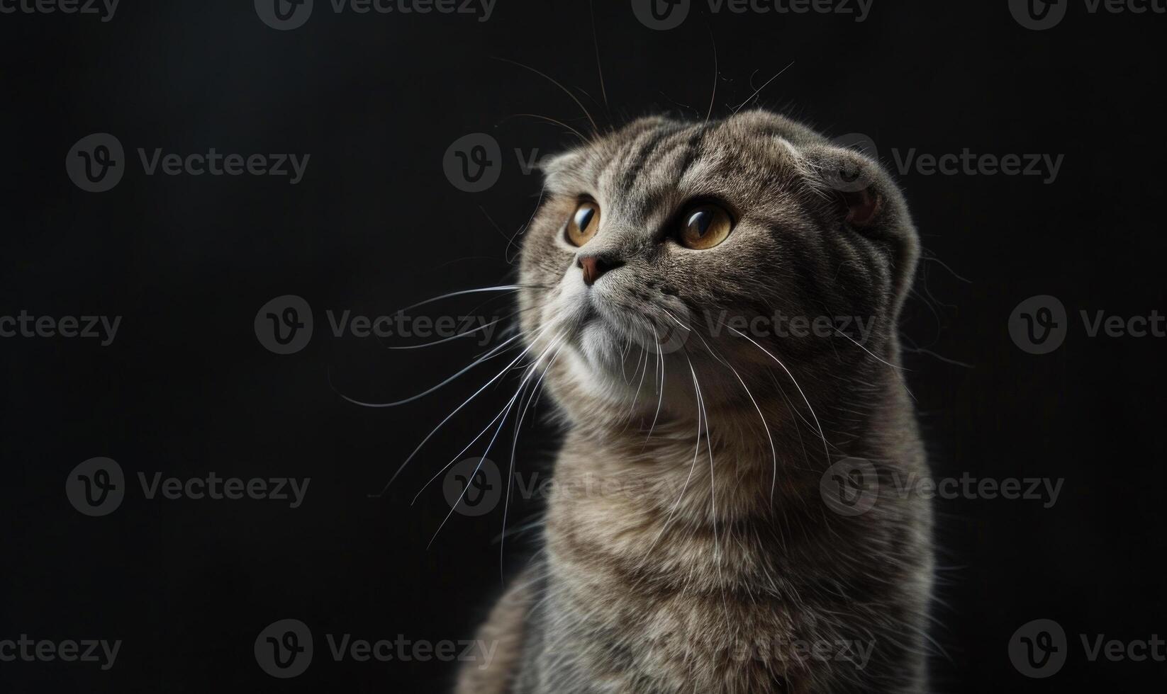 AI generated Portrait of a scottish fold cat on a black background photo