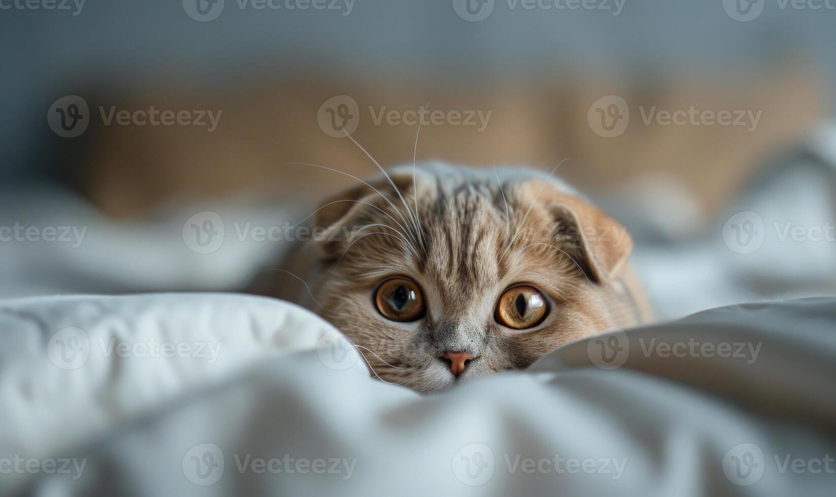 AI generated Cute scottish fold kitten lying on the bed at home photo
