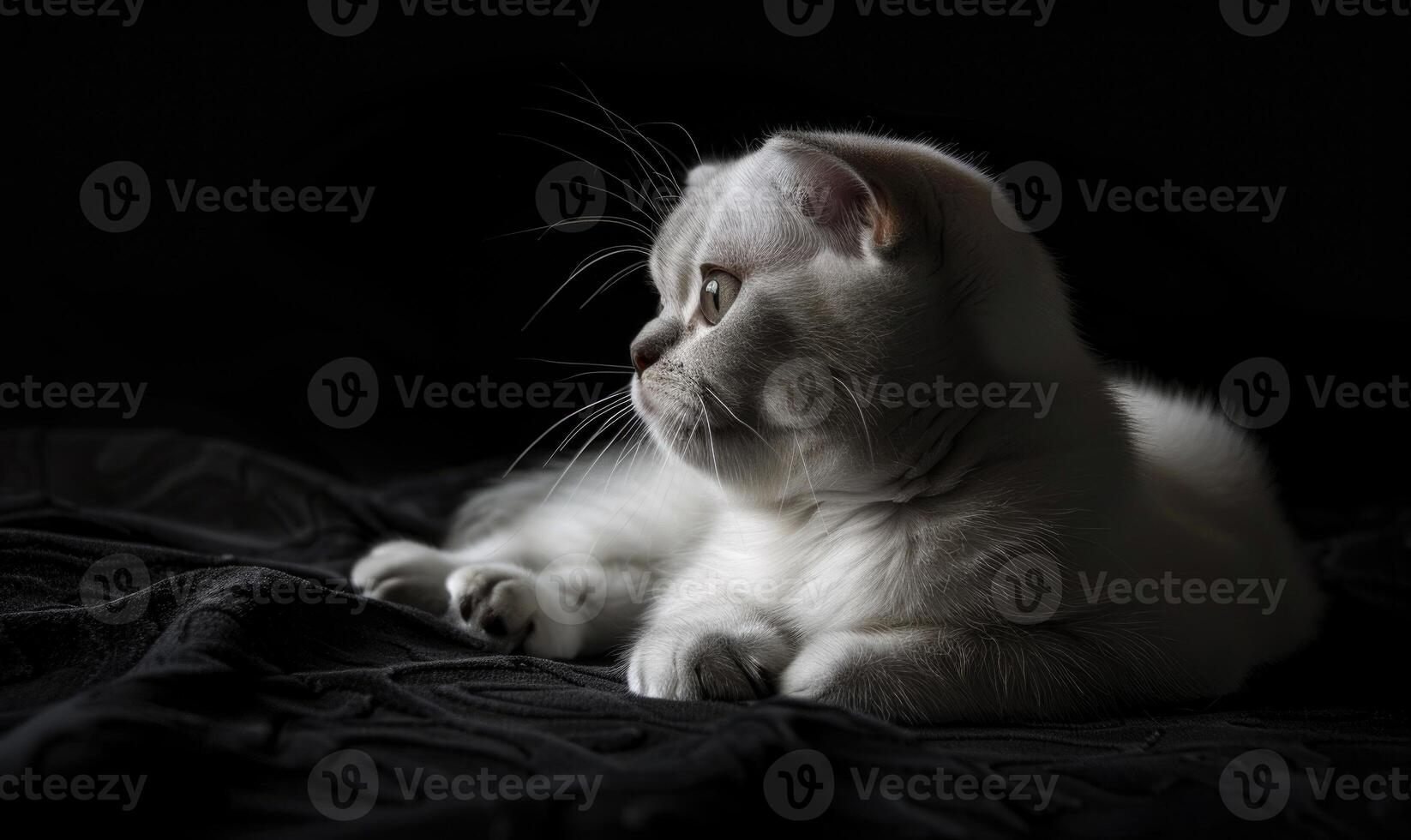 AI generated Portrait of a scottish fold kitten on a black background photo