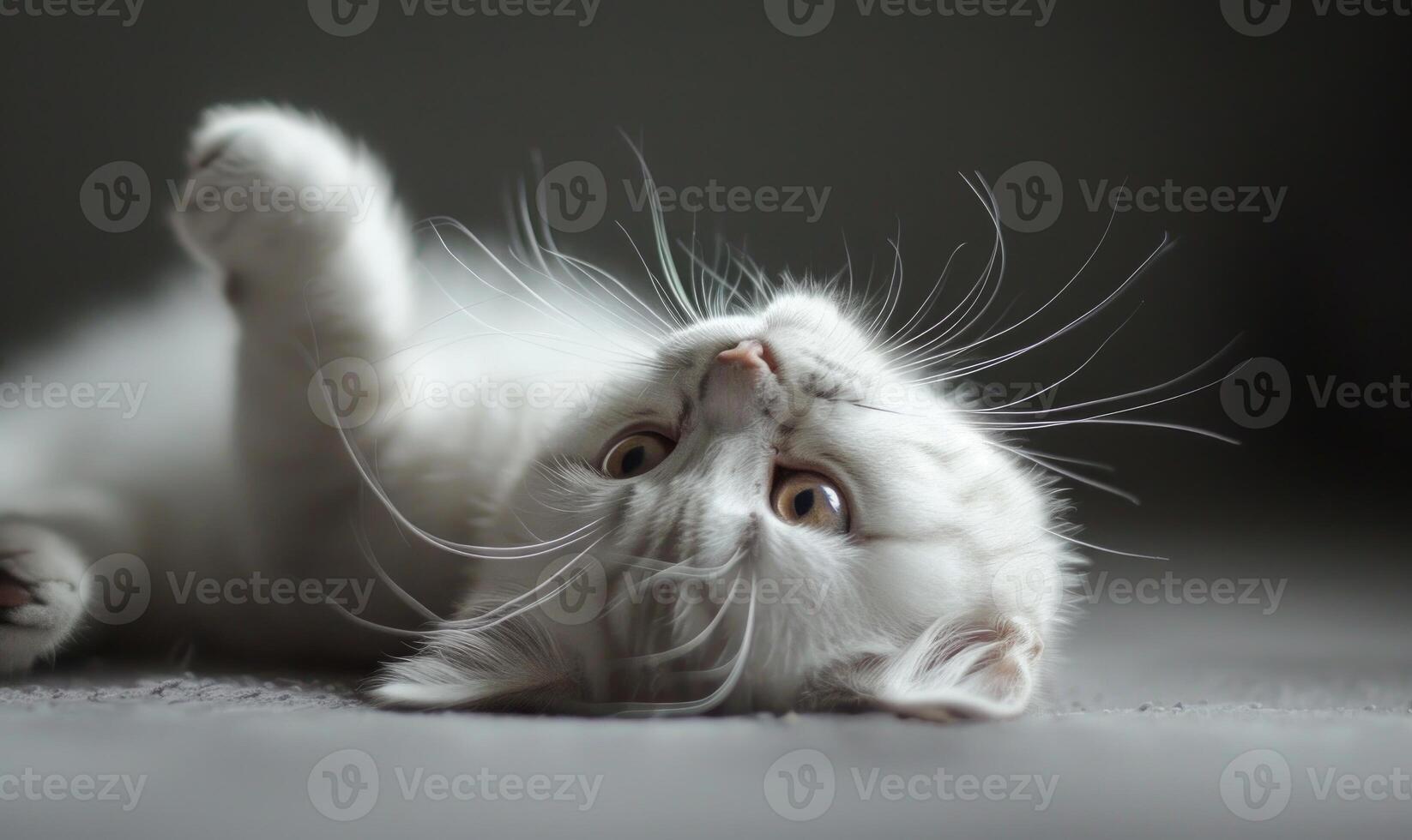 AI generated Cute white british shorthair cat lying on the floor and looking up photo