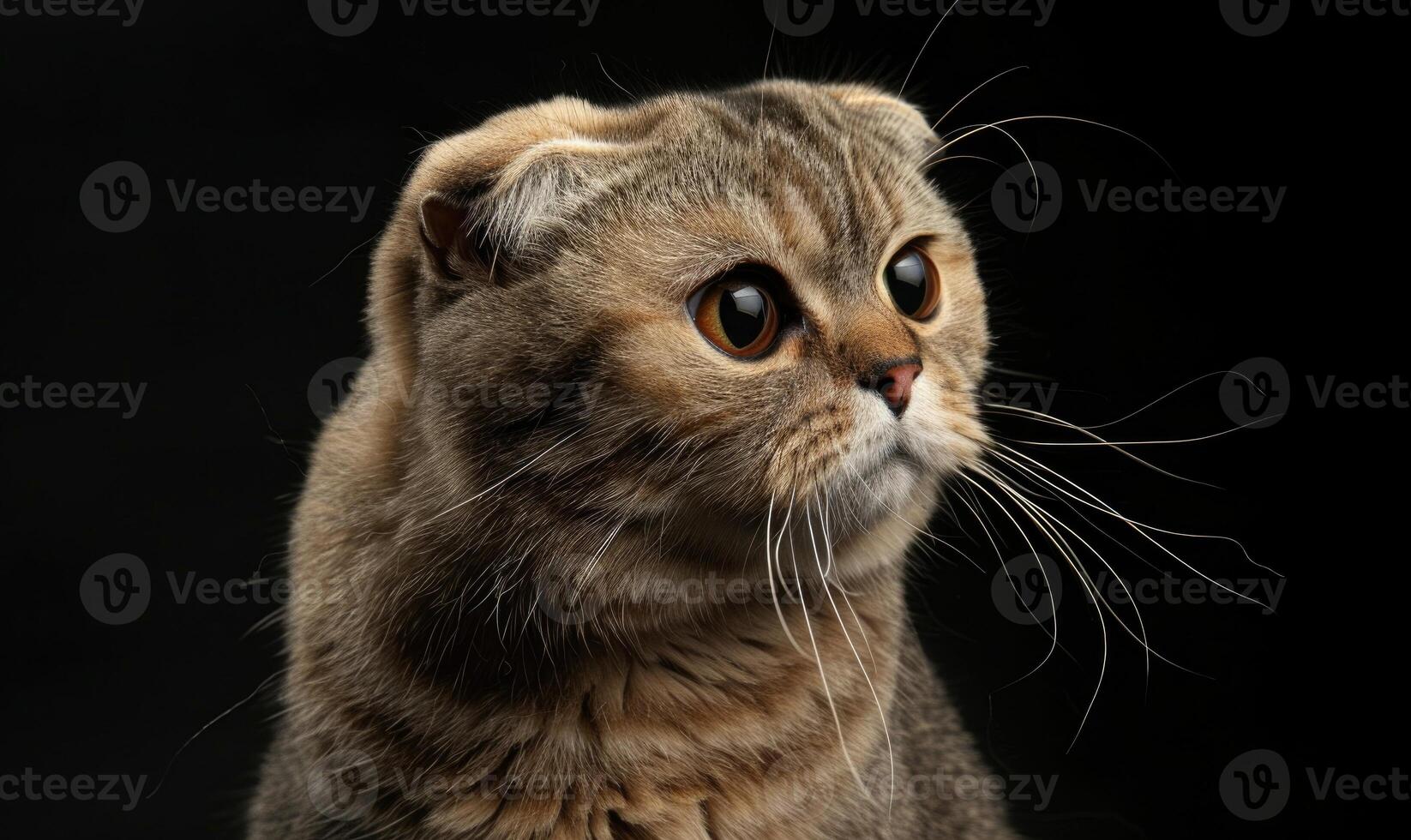 AI generated Portrait of a scottish fold cat on a black background photo