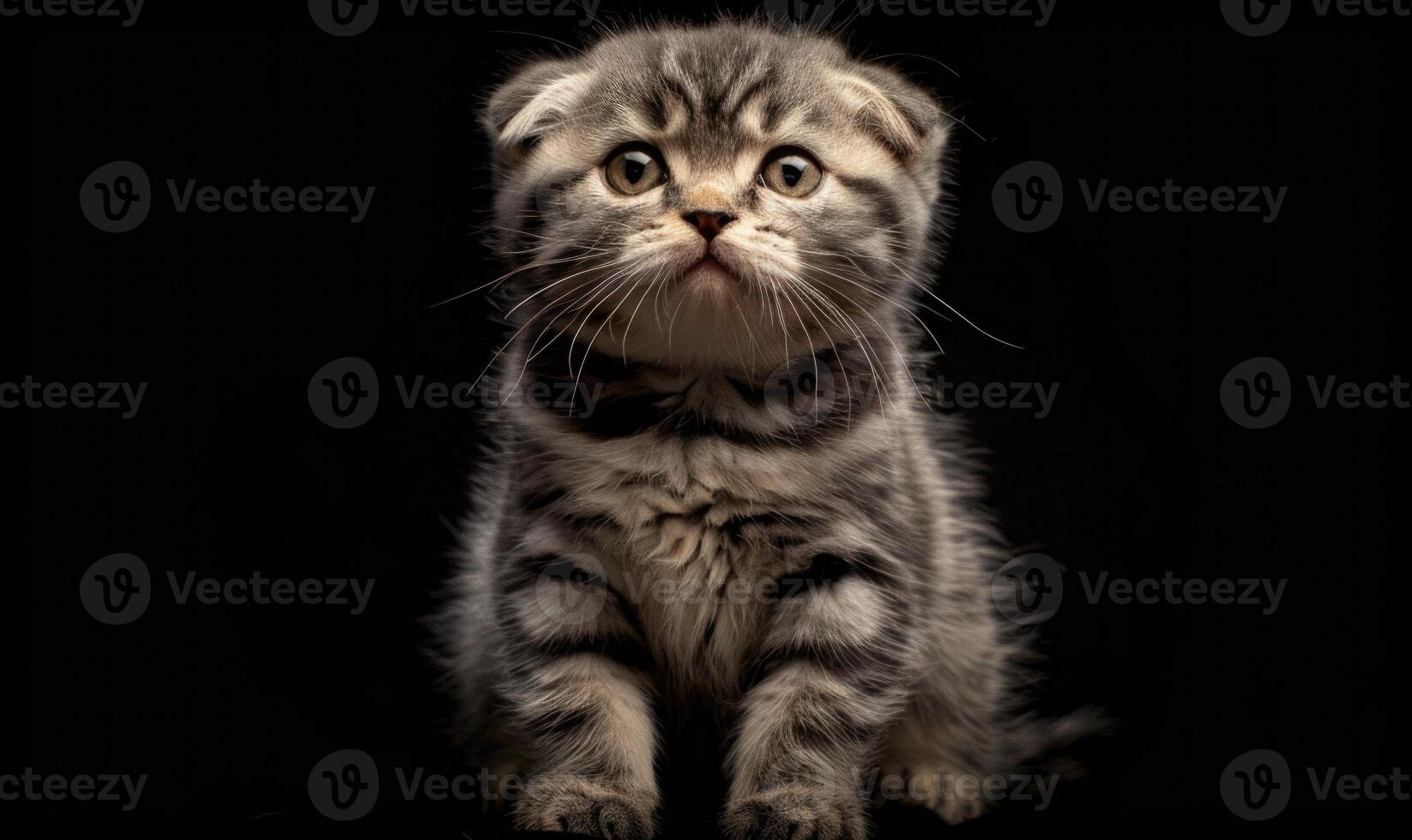 AI generated Portrait of a scottish fold kitten on a black background photo