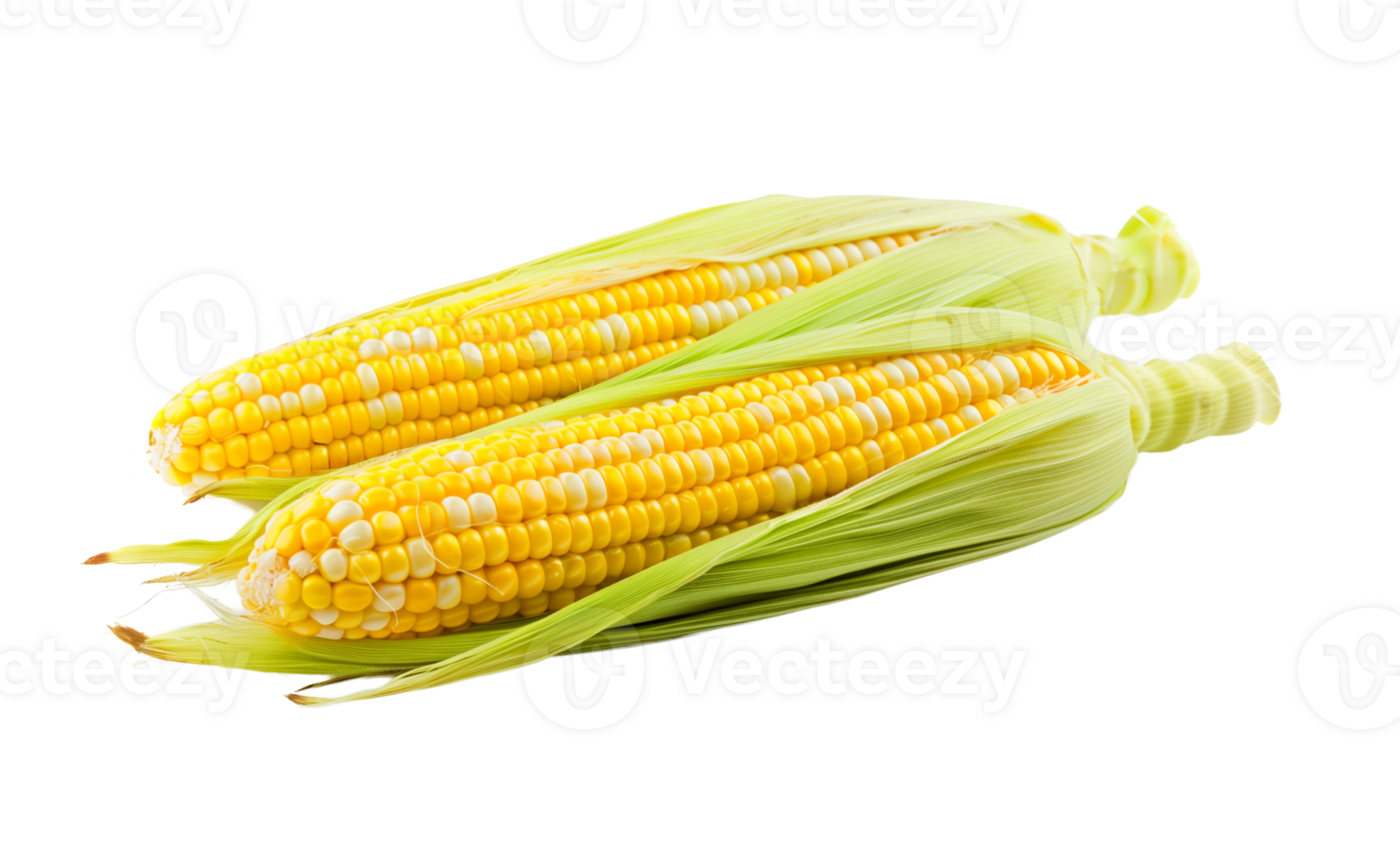 AI generated Two fresh ears of corn with vibrant yellow kernels and green husks, isolated on a transparent background, perfect for Thanksgiving and harvest themes png