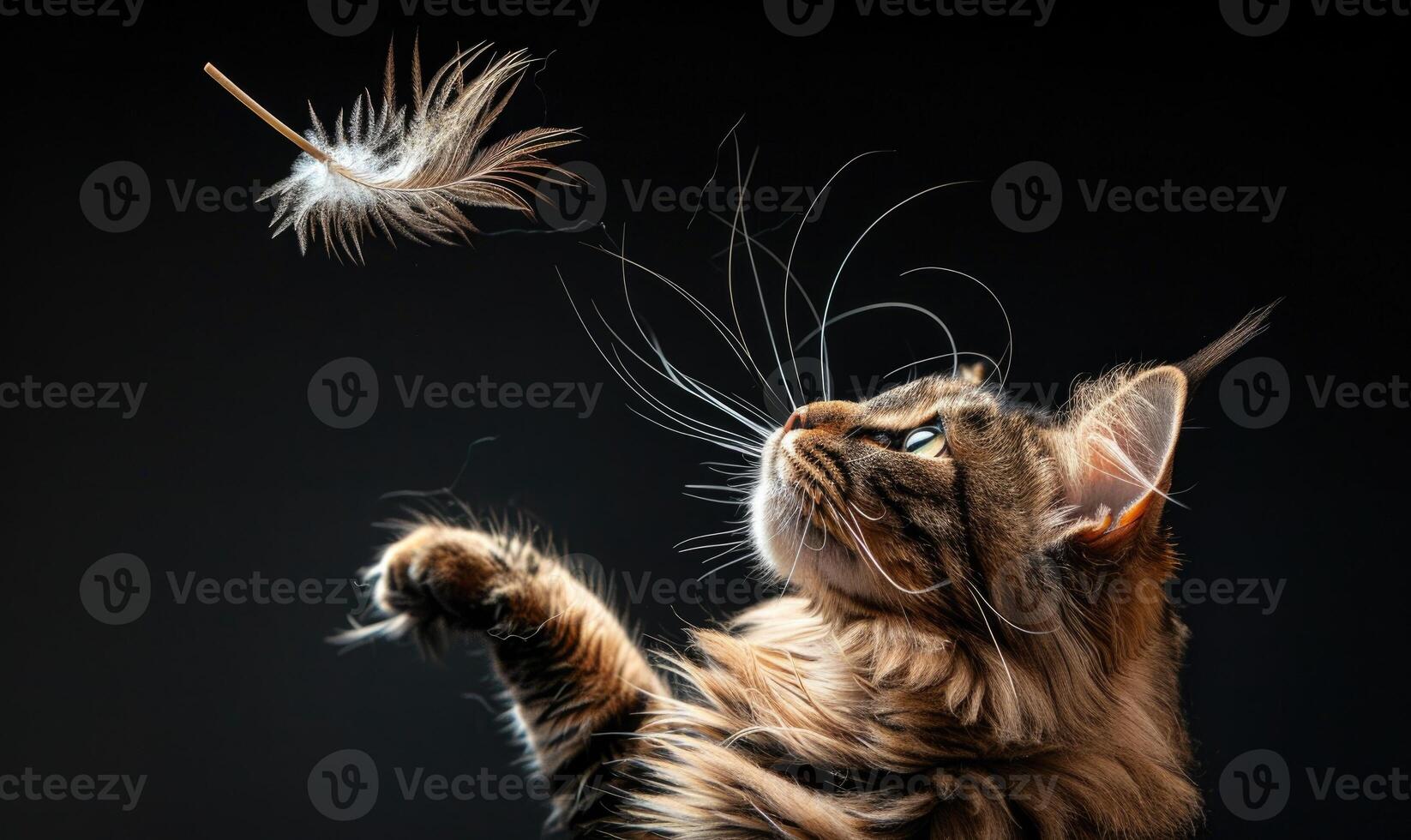 AI generated Maine Coon cat playfully batting at a feather toy in a studio setup photo