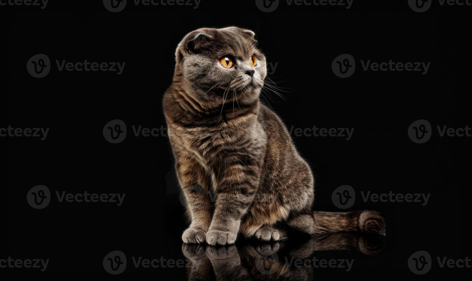 AI generated Studio shot of a scottish fold cat on black background. photo
