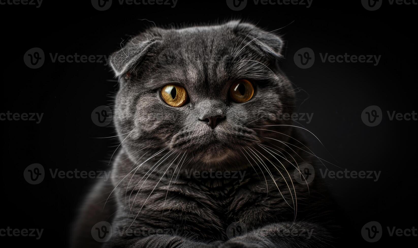 AI generated Portrait of a scottish fold cat on a black background photo