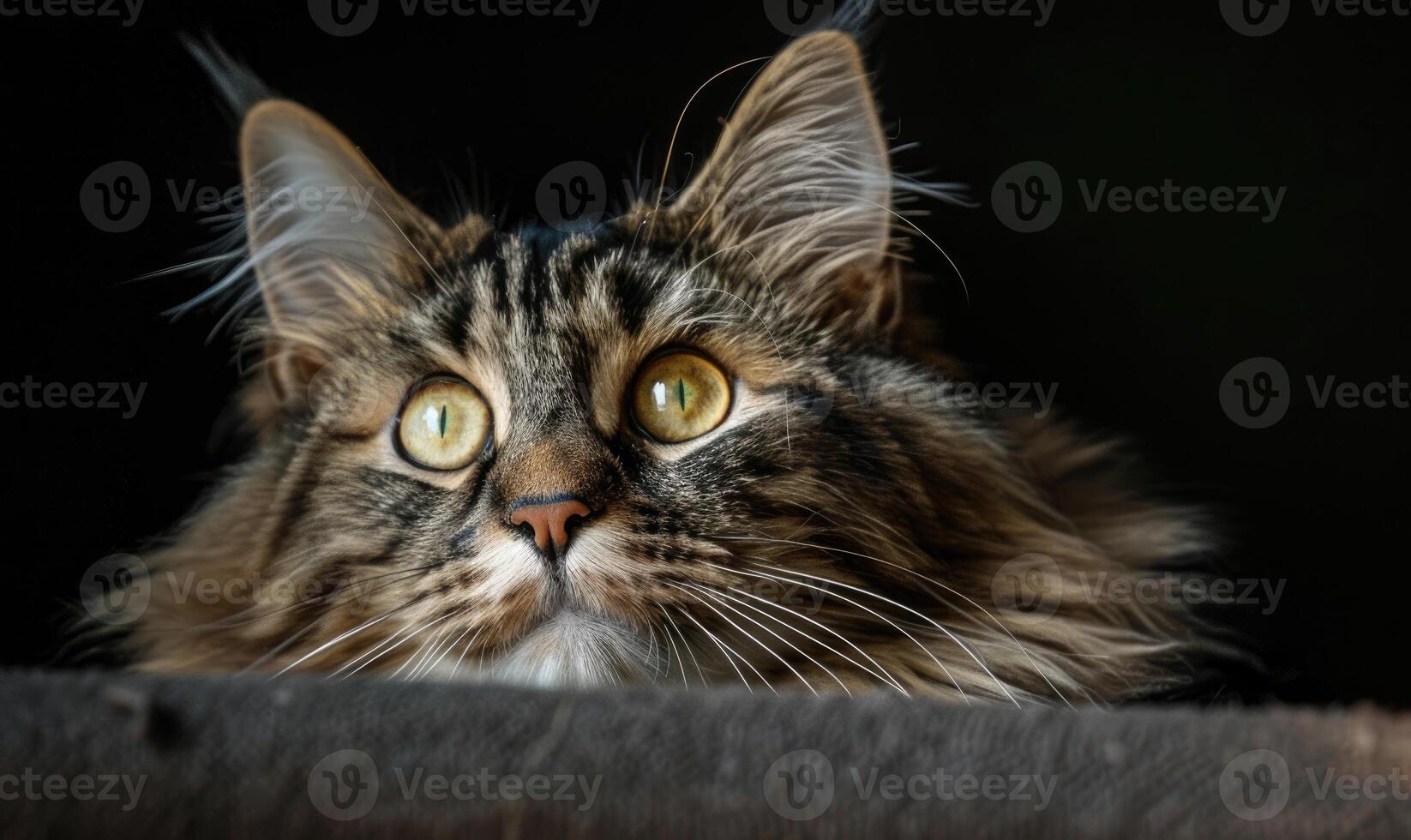 AI generated Maine Coon cat gazing curiously at the camera with a playful expression photo