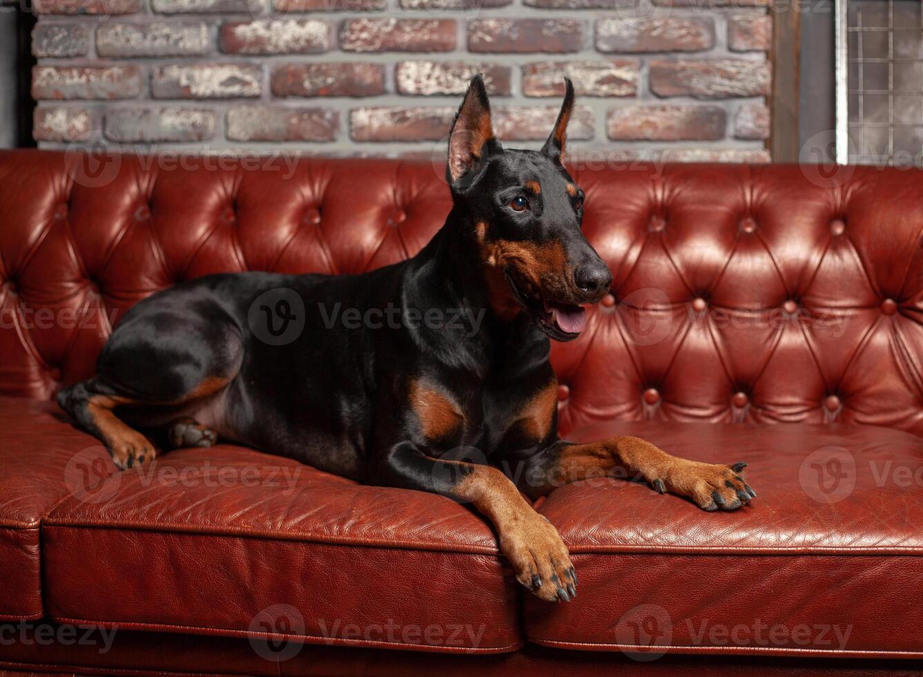 Doberman Pinscher. Dog on a brown background. Dog lies on the leather sofa. photo