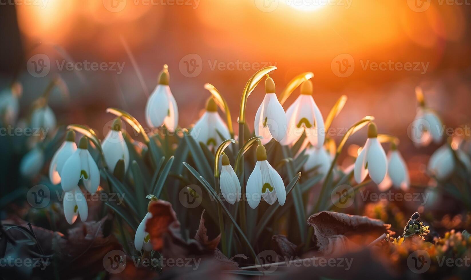 AI generated Snowdrops in a garden at golden hour, spring flowers background photo