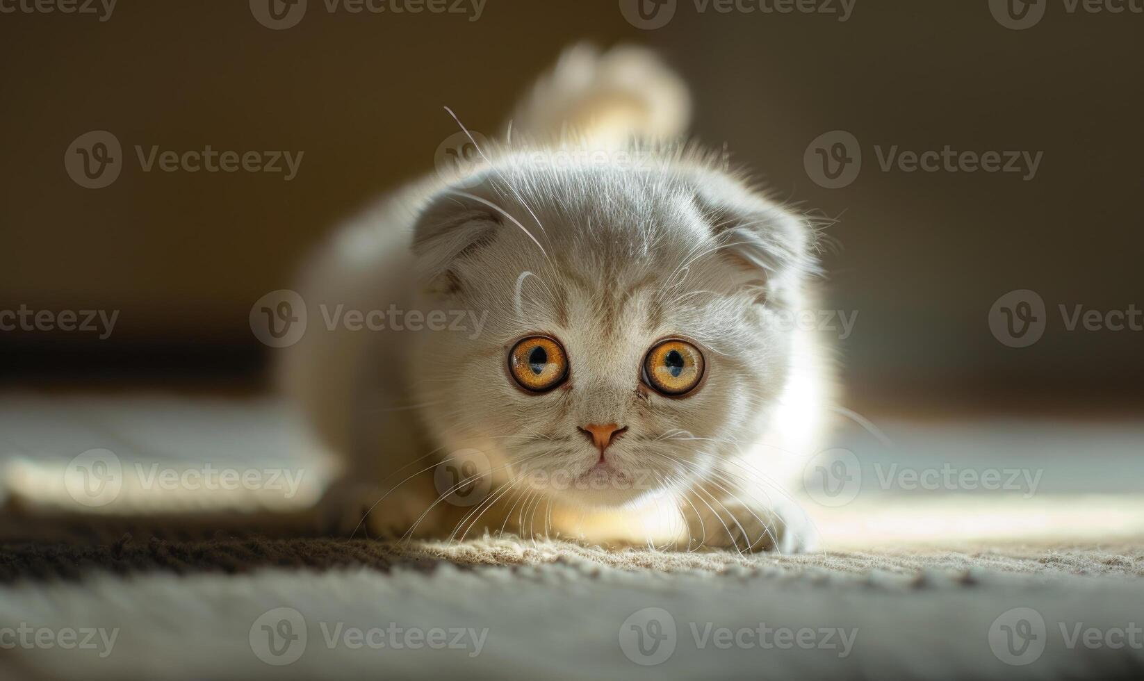 AI generated Cute white british shorthair cat lying on the floor and looking up photo