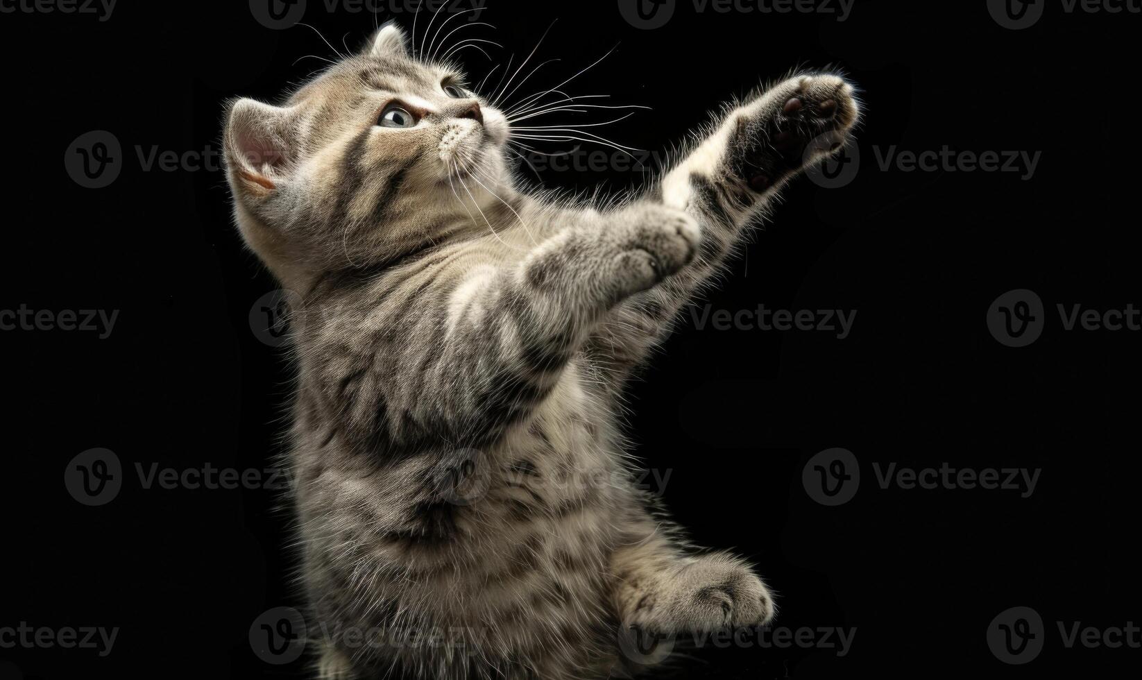 AI generated Funny kitten on a black background. photo