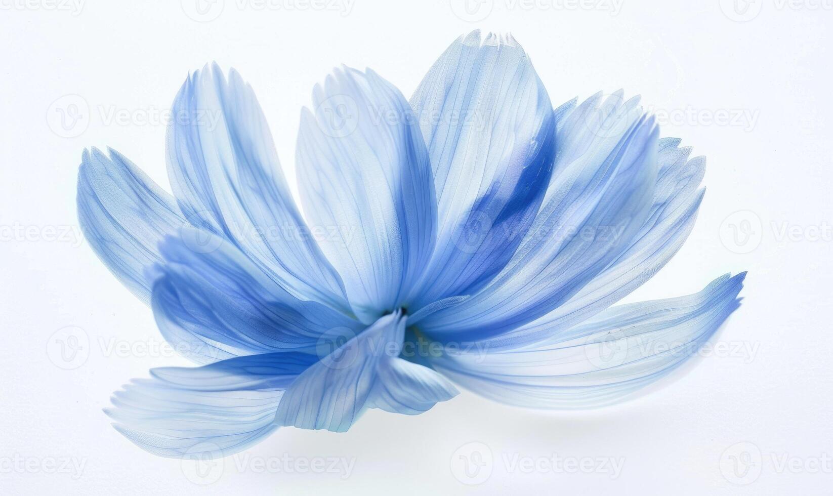 AI generated A light blue brush stroke forming a chamomile petal. Chamomile flower painted on white background photo