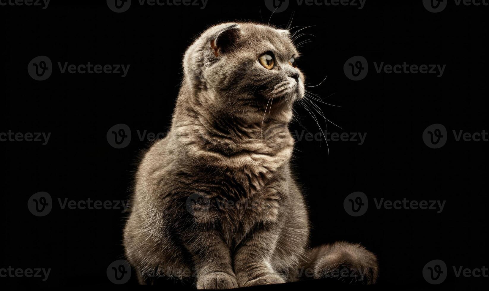 AI generated Portrait of Scottish Fold Cat Looking at Camera on Black Background photo