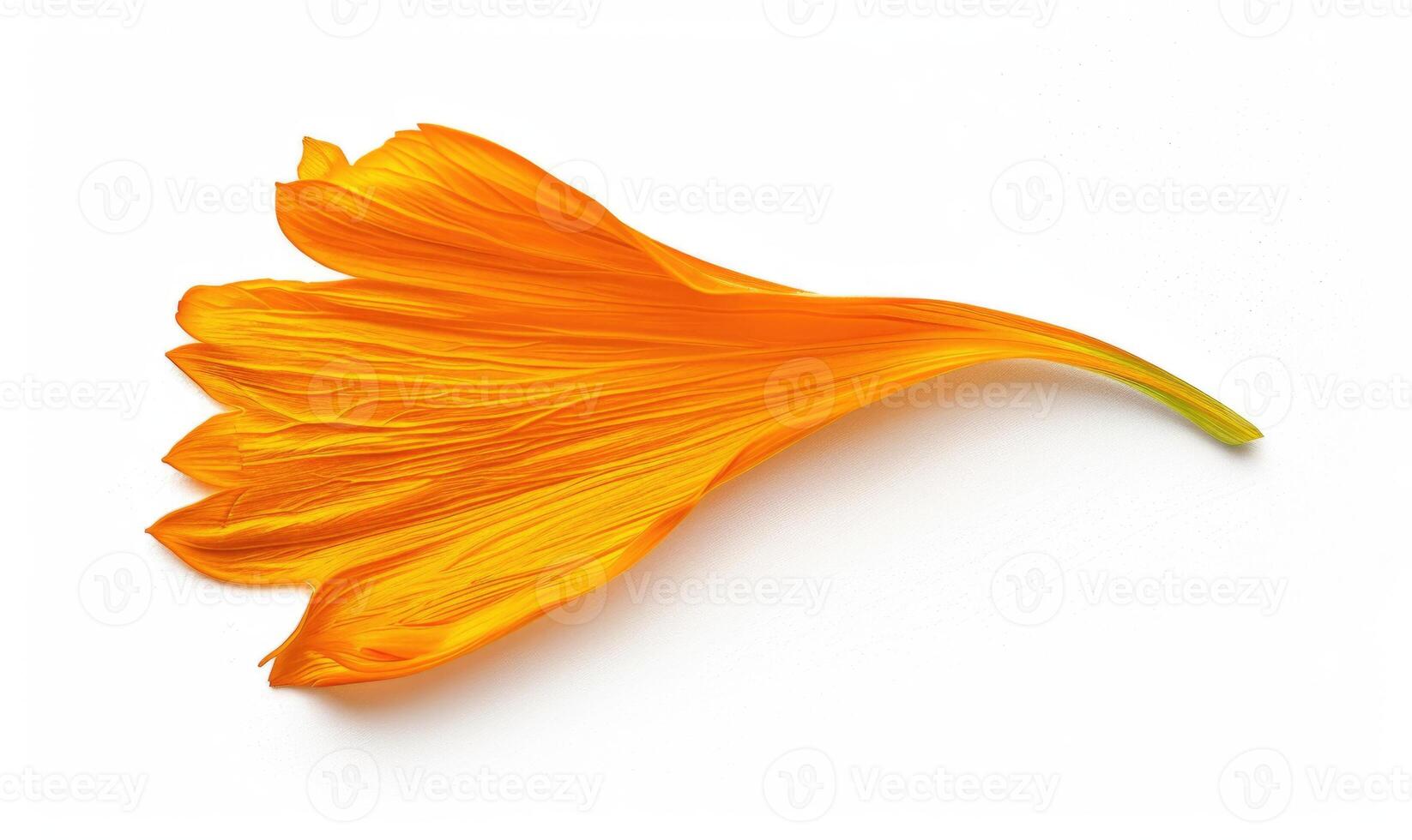 AI generated Light orange chamomile petals on white background photo