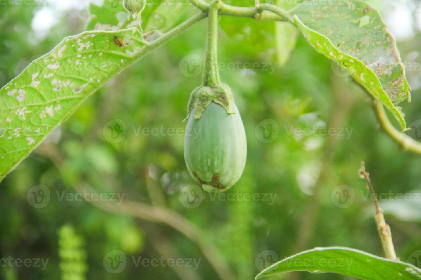 Eggplant plants with fruit that is still green and ready to be eaten as a nutritious vegetable photo