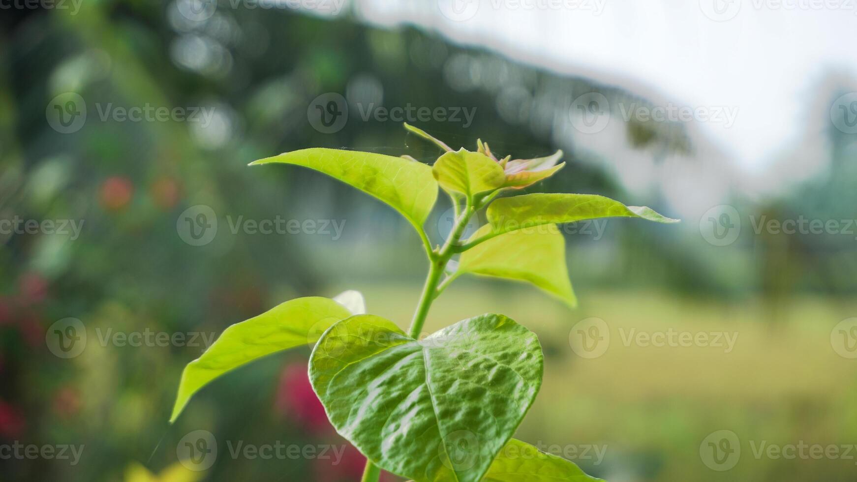 The leaves and shoots of the bougainvillea ornamental plant are exposed to soft morning sunlight photo