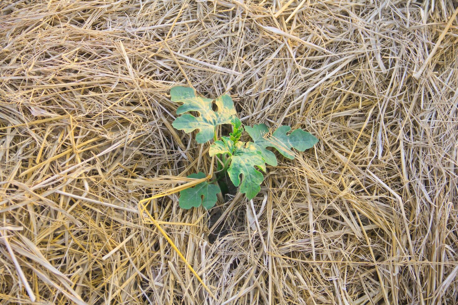 Watermelon plant seeds planted around dry straw photo