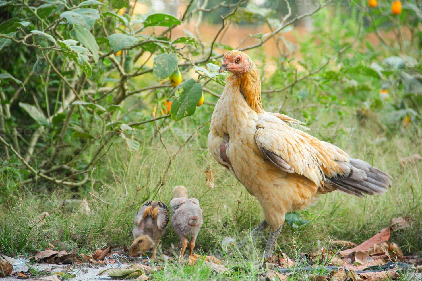 The hen and her chicks look for natural food in the green grass photo