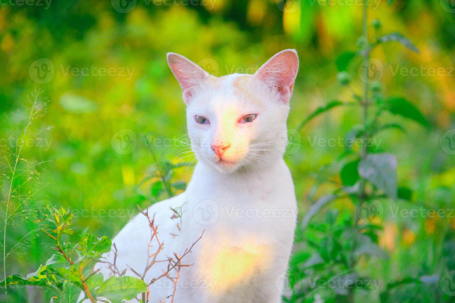 White cat in the green grass photo