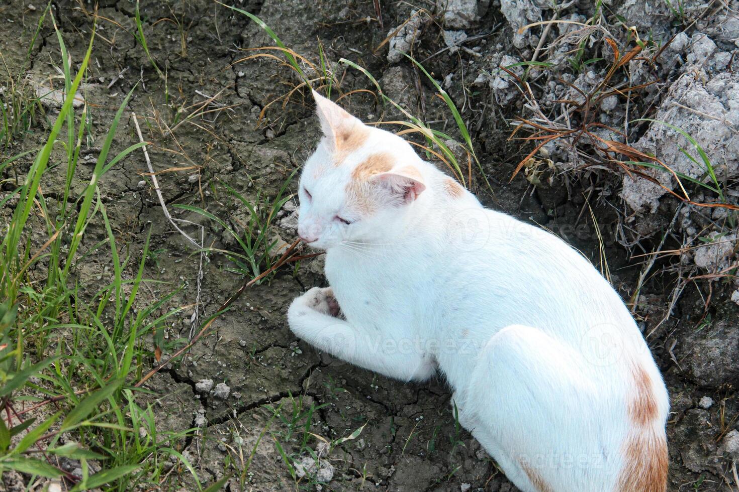 White cat in the green grass photo