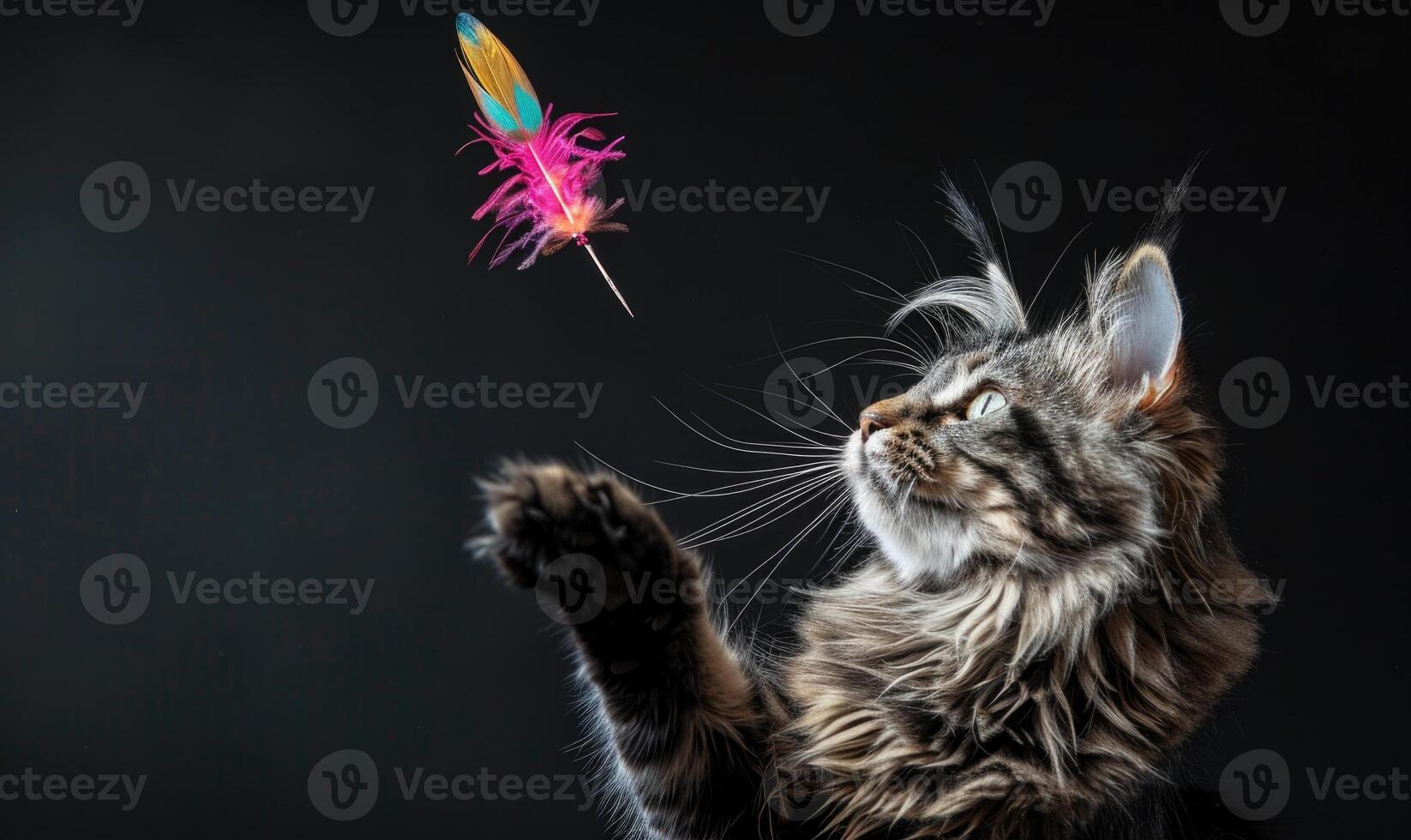 AI generated Maine Coon cat playfully batting at a feather toy in a studio setup photo