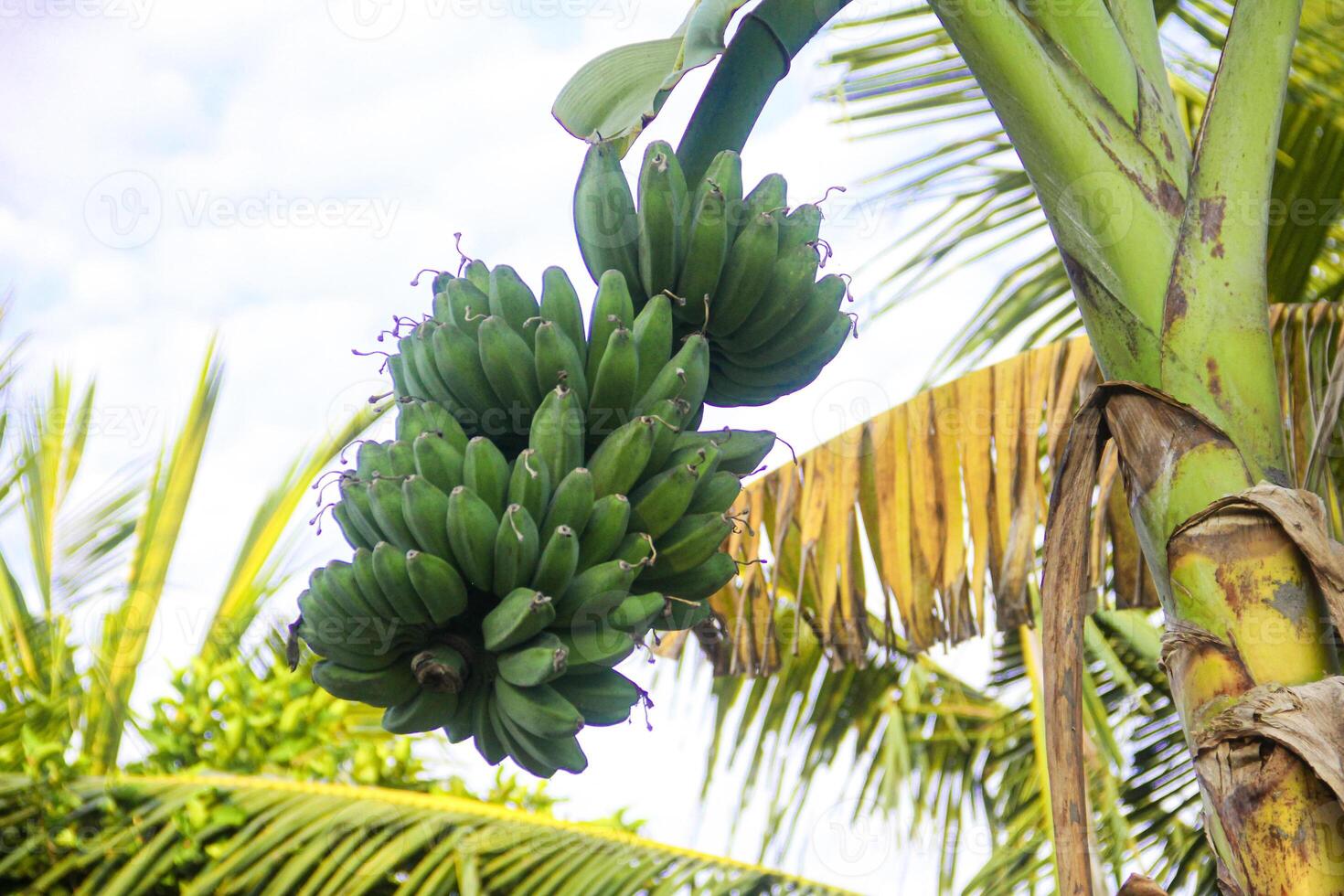 Green banana fruit that is still on the tree and ready to be harvested by farmers photo