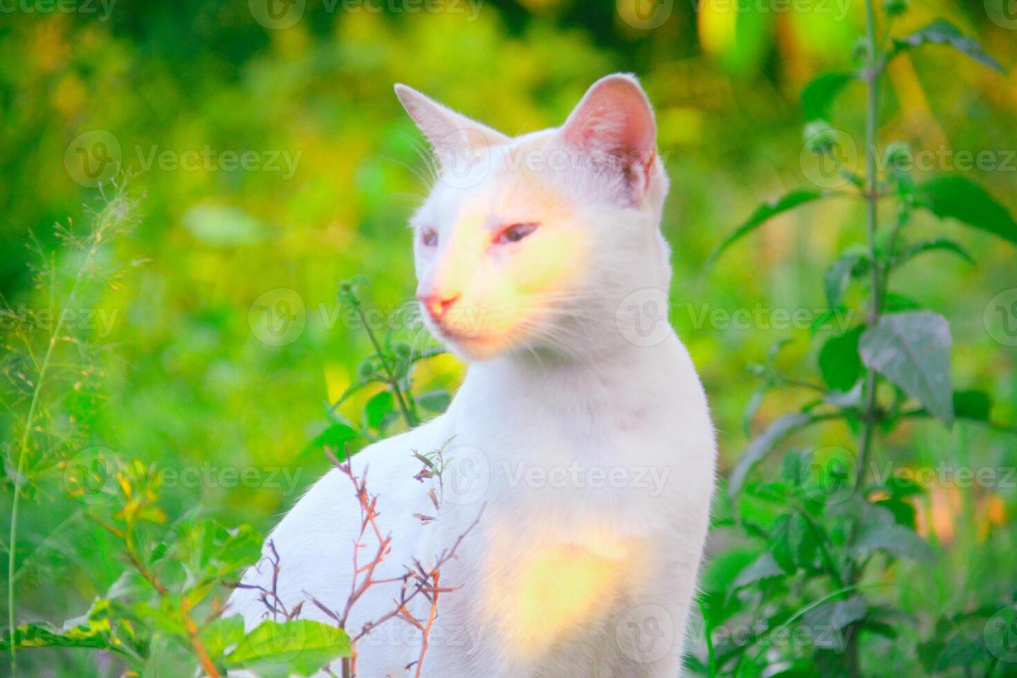 White cat in the green grass photo