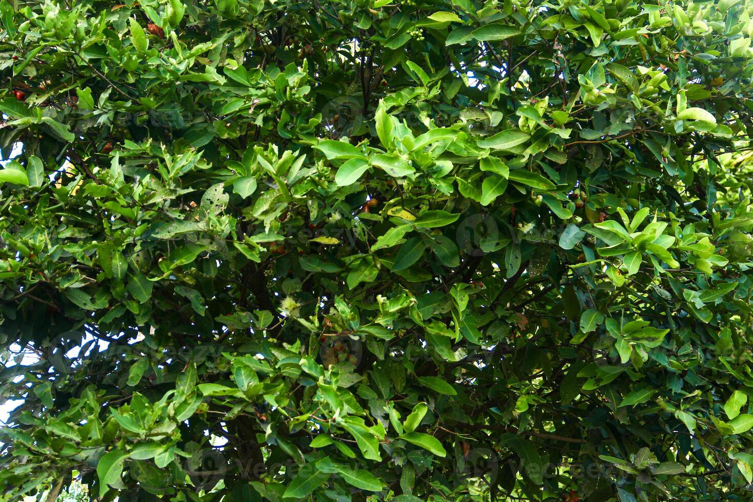 Green trees in a park that creates a beautiful green backdrop photo