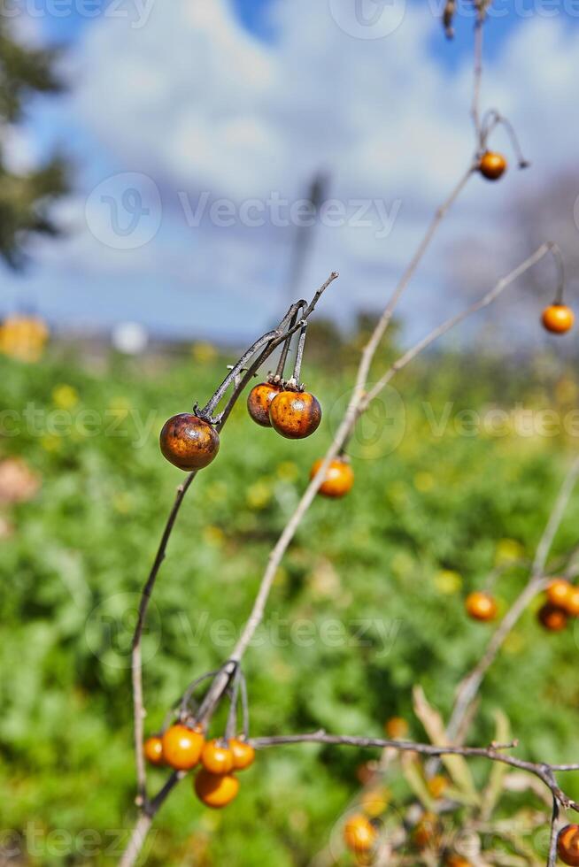 de cerca de un rama con pequeño naranja bayas en un lozano campo con amarillo flores y azul cielo foto