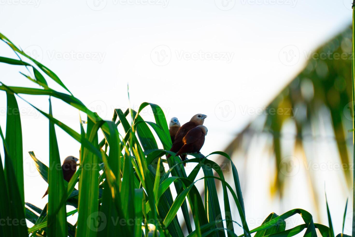 Birds on the leaves photo