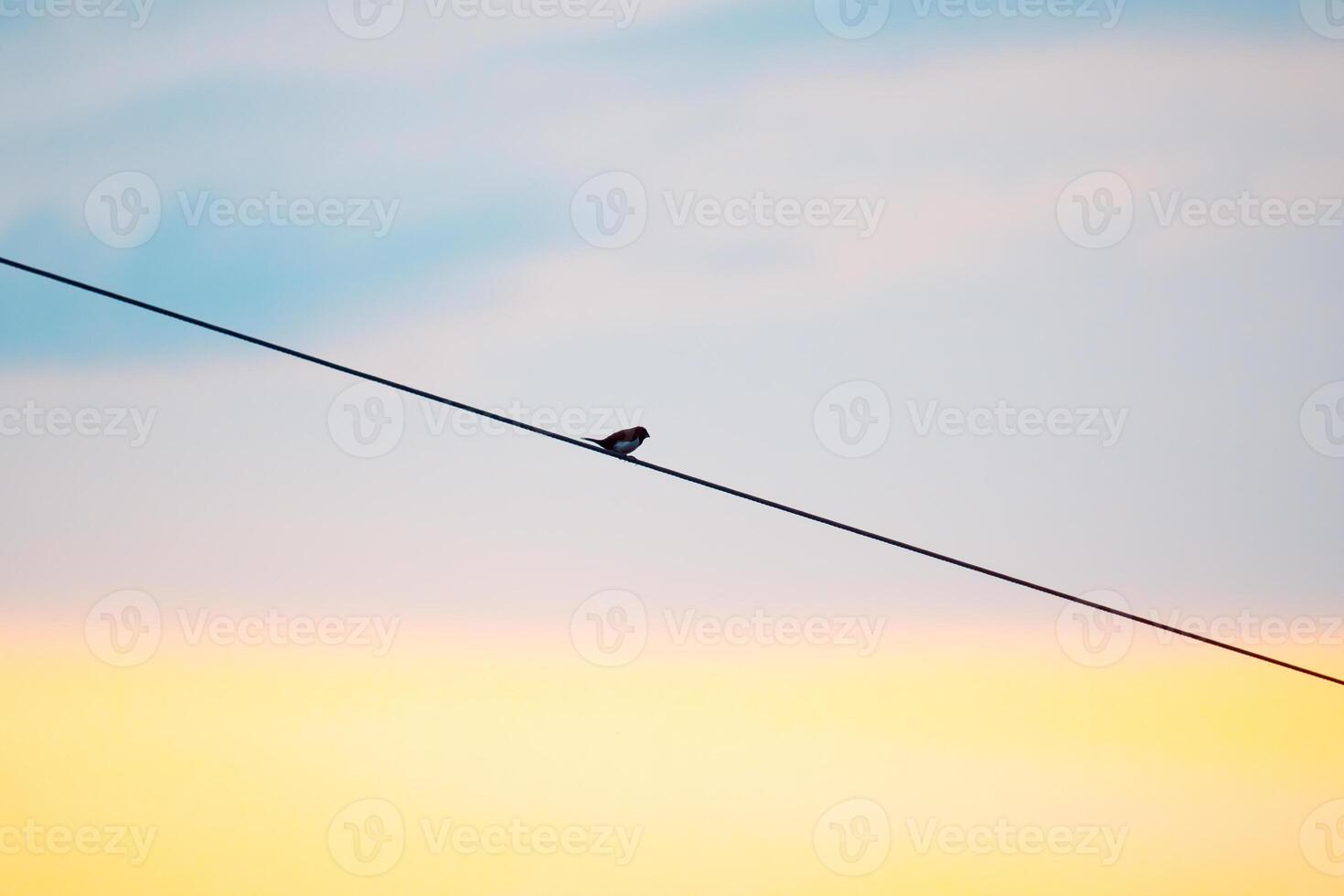 Lonely Bird on Power Line photo