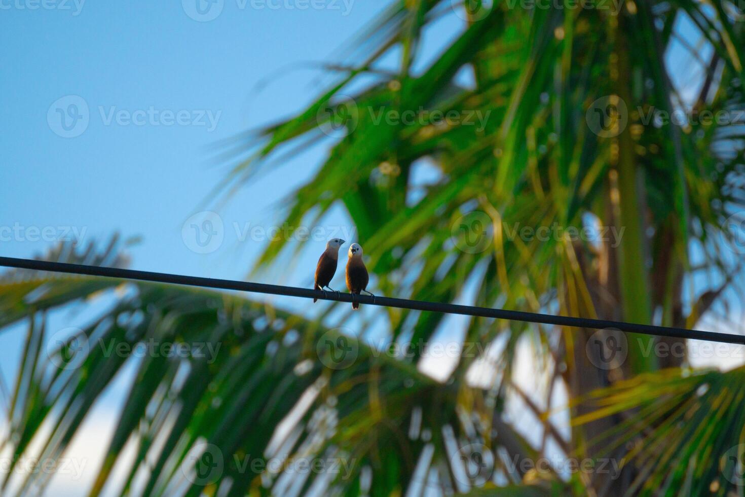 2 birds relaxing together on power line photo