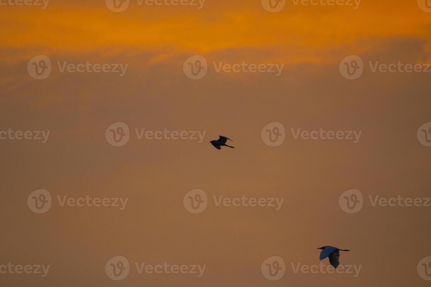 Let Us Go Home photo