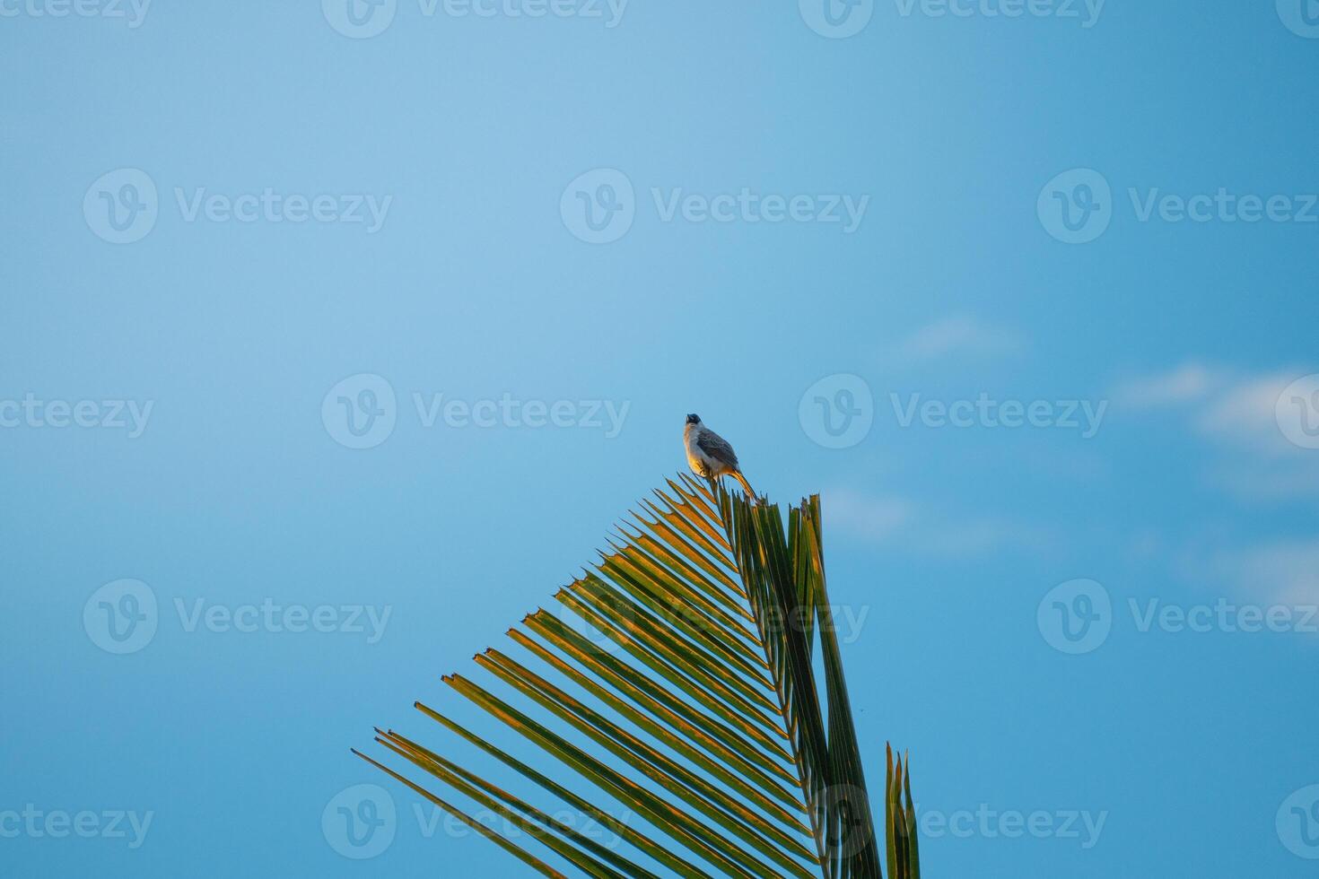The Highest Point photo