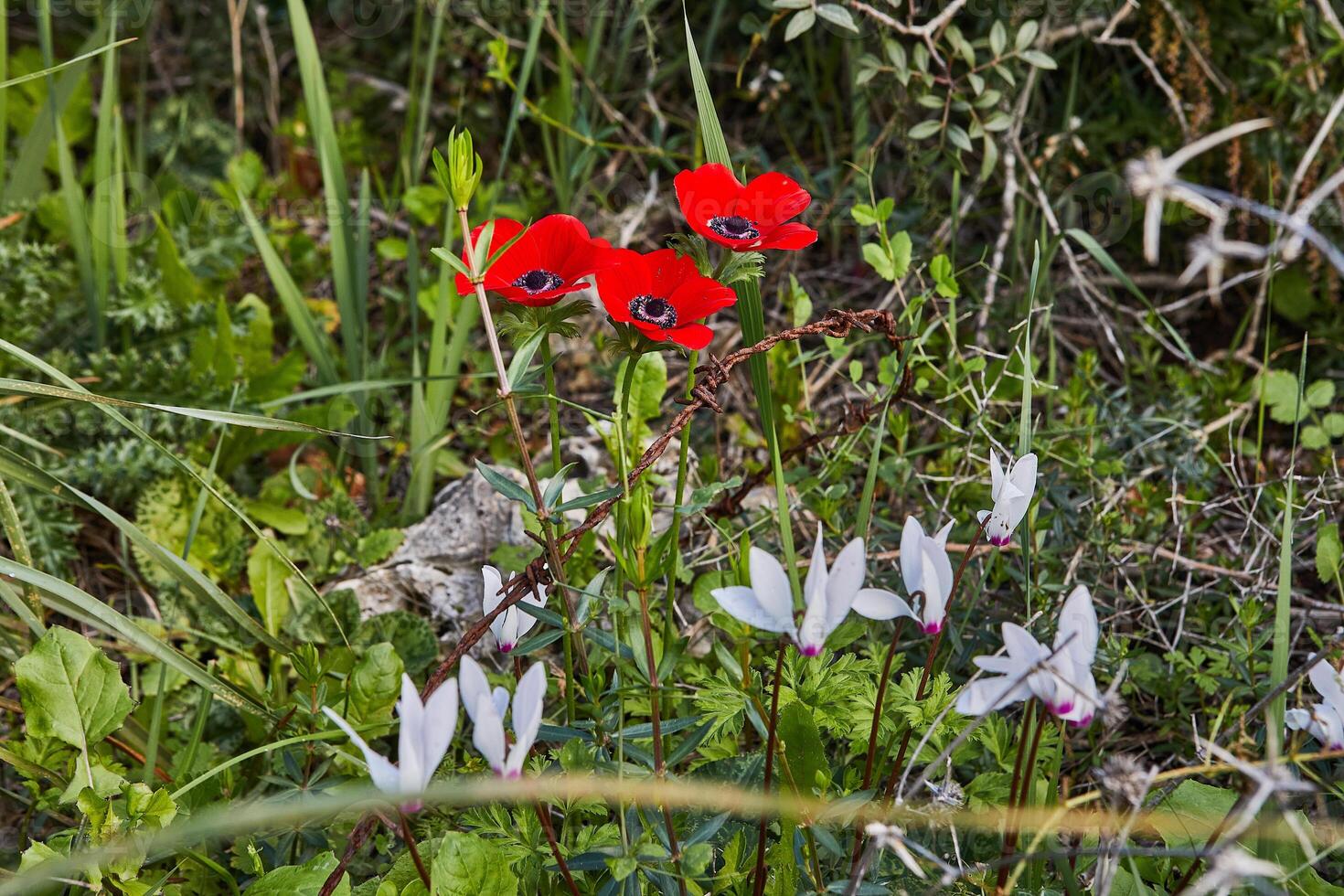 Red anemone flowers in a vibrant field with yellow and purple flowers under the sun photo