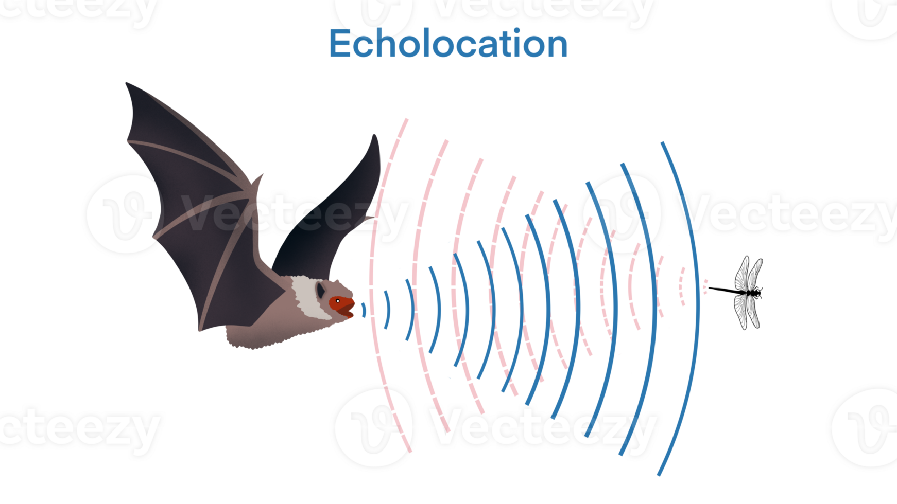 écholocation dans chauve souris, chauve souris chasser leur proie par fabrication haute lancé des sons et écoute pour des échos, écholocation dans chauve souris, écho. l'audio la source de le orateur frappe un obstacle, proie, de retour, bio sona png