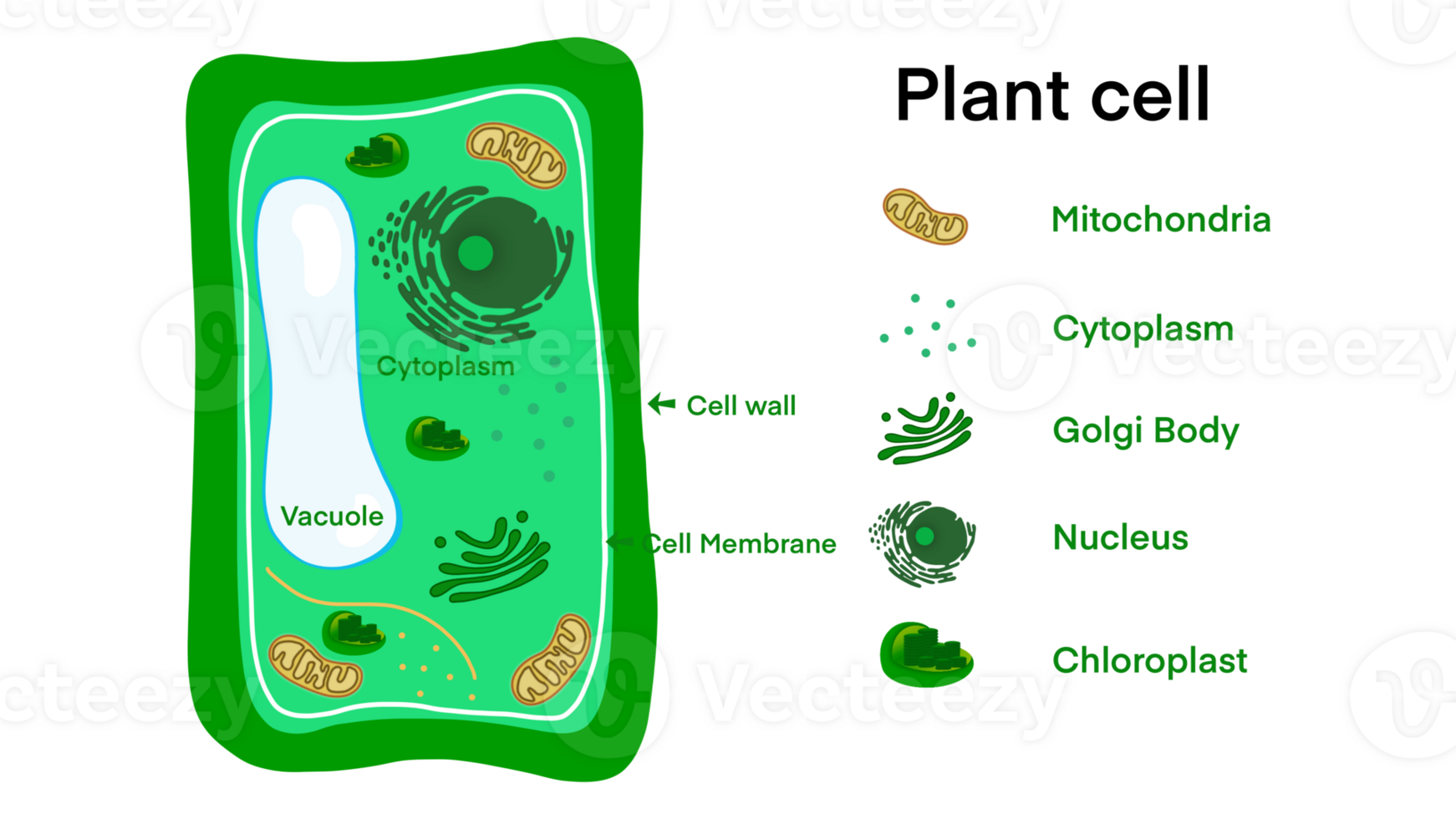 växt cell anatomi, illustration av de växt cell anatomi strukturera, allmänning växt cell delar, växt cell anatomi, biologi vetenskap utbildning skola bok begrepp mikrobiologi organism schema etiketter png