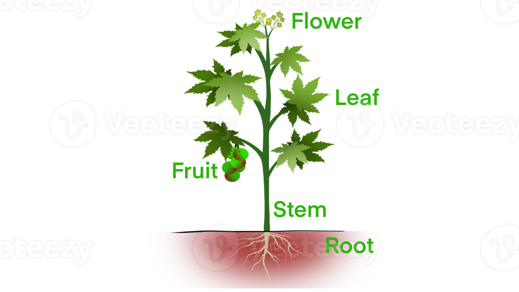 Parts of plant, Morphology of plant with green leaves, fruits, flowers and root system, Plant anatomy with structure and internal side view parts outline diagram. Educational school png