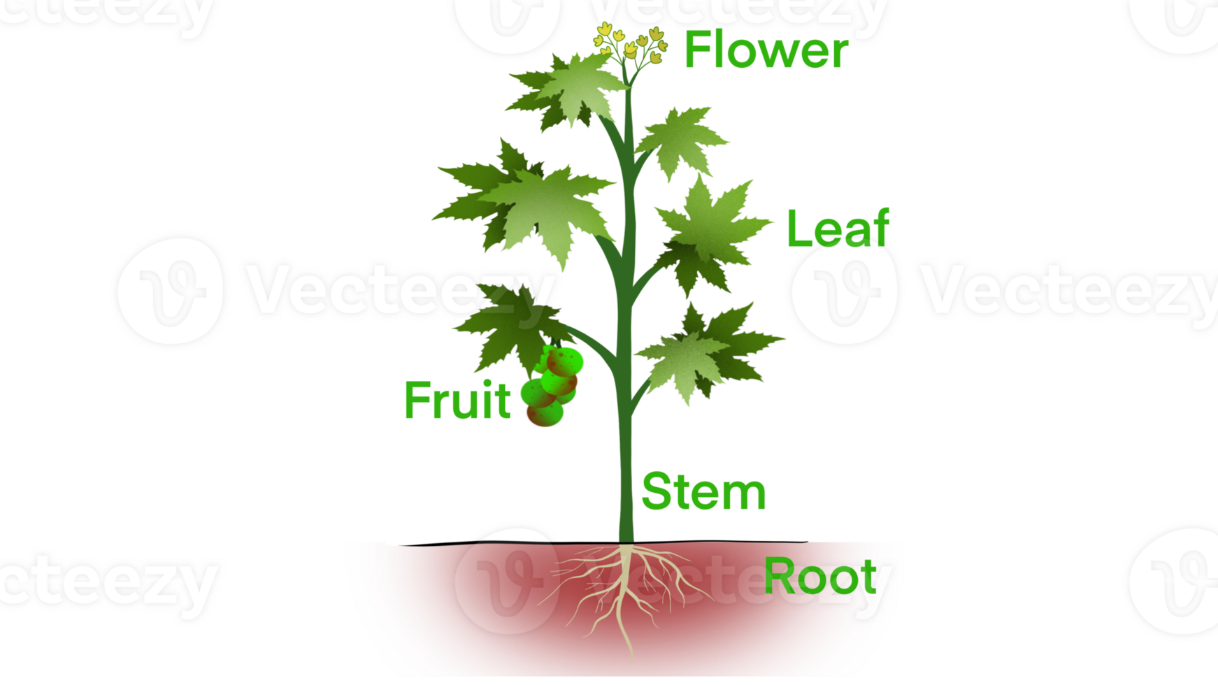 les pièces de usine, morphologie de plante avec vert feuilles, des fruits, fleurs et racine système, plante anatomie avec structure et interne côté vue les pièces contour diagramme. éducatif école png