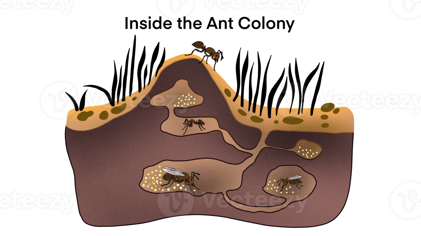 Ant colony living underground, Cartoon anthill colony at soil, insects in formicary consisting of tunnels and chambers, biological education, Ants in ant hill tunnels beneath, ant nest png