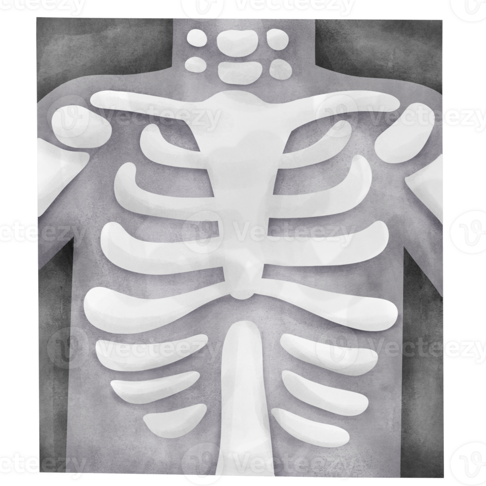 chest x ray doodle hand draw watercolor illustration isolate, cute, adorable png
